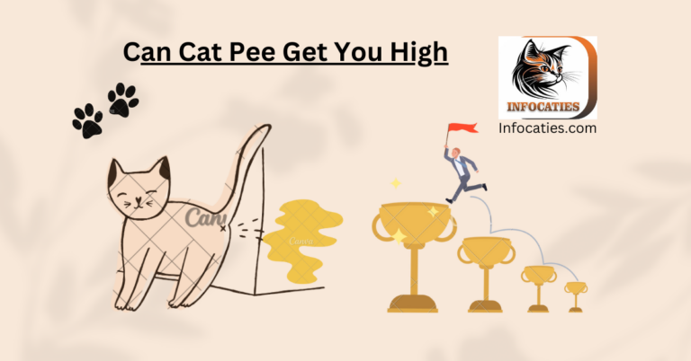 Can Cat Pee Get You High? Debunking the Myth