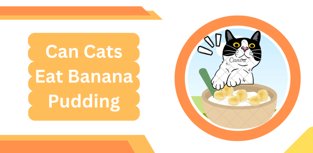 Can Cats Eat Banana Pudding