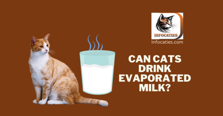 Can Cats Drink Evaporated Milk? Unraveling the Mystery