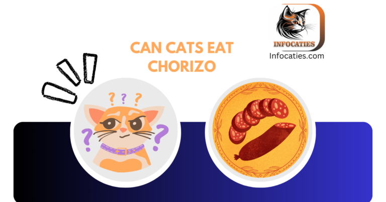 Can Cats Eat Chorizo? Debunking Myths and Ensuring Feline Well-being