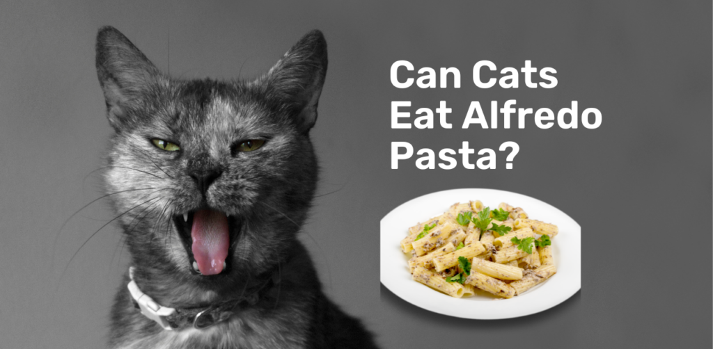 Can Cats Eat Alfredo Pasta 