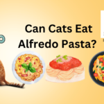 Can Cats Eat Alfredo Pasta