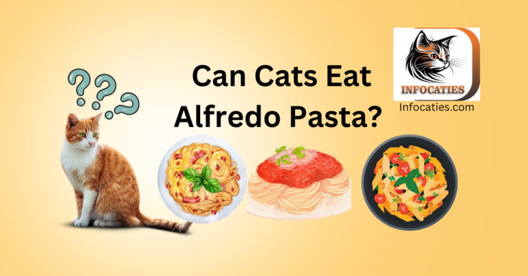 Can Cats Eat Alfredo Pasta? Unraveling the Truth