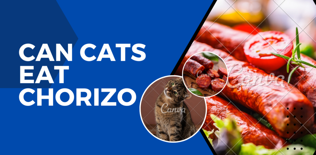 Can Cats Eat Chorizo Debunking Myths and Ensuring Feline
