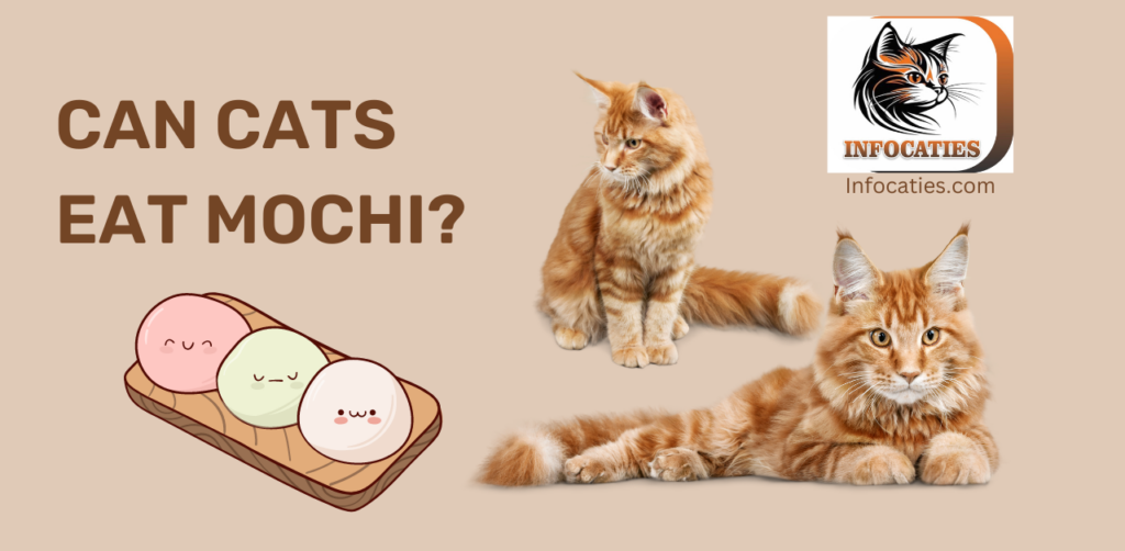 Can Cats Eat Mochi