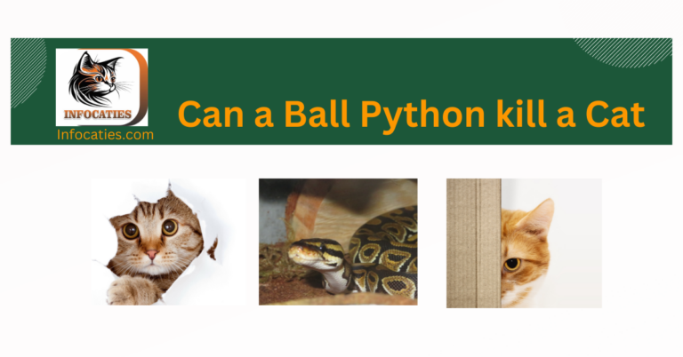 Can a Ball Python Kill a Cat? Unraveling the Truth