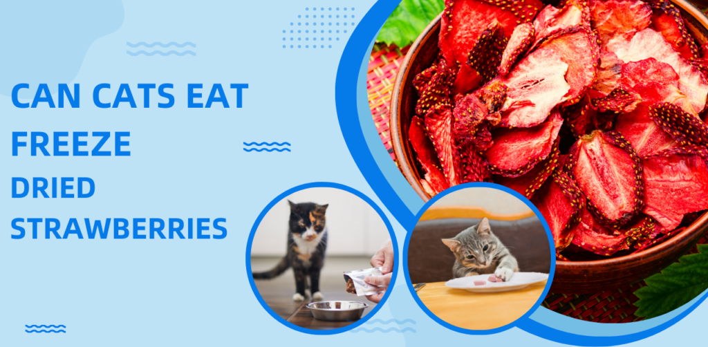 Can Cats Eat Freeze-Dried Strawberries? Truth Revealing!