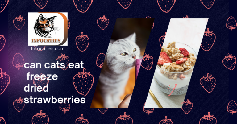 Can Cats Eat Freeze-Dried Strawberries? Truth Revealing!