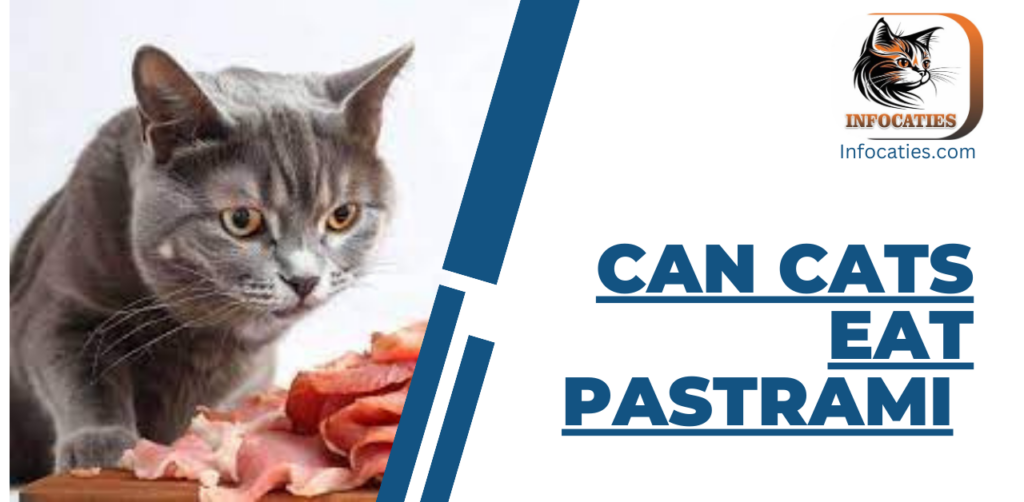 can cats eat pastrami