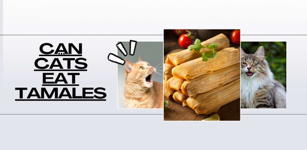 can cats eat tamales 