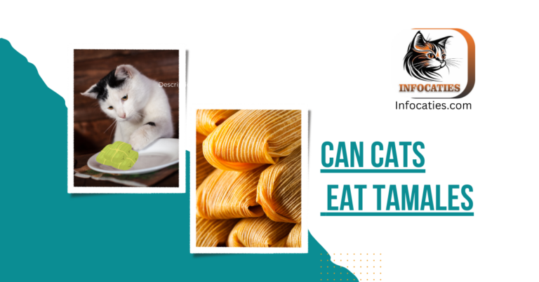 Can Cats Eat Tamales? Unraveling the Feline Culinary Mystery