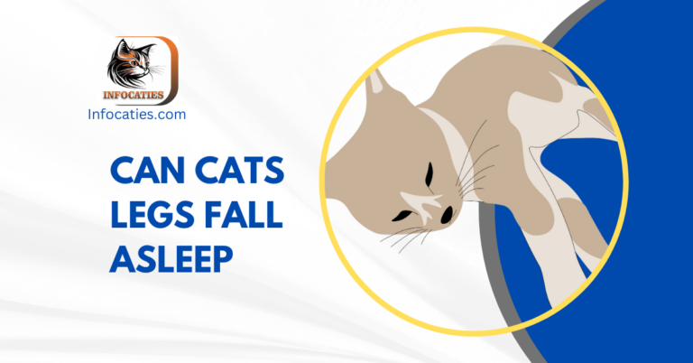 Can Cats Legs Fall Asleep| Awful Revealing