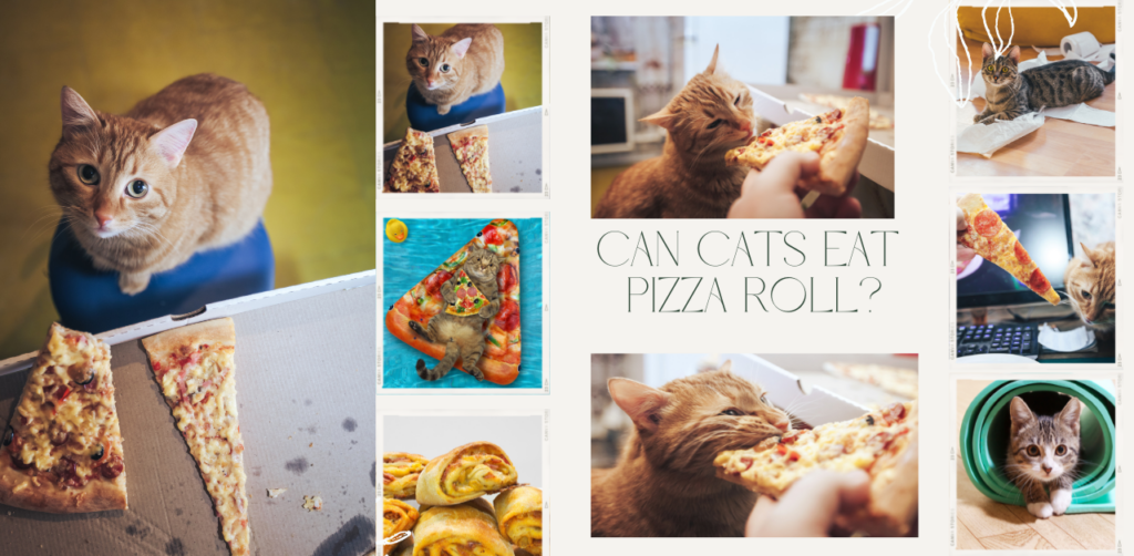 Can Cats Eat Pizza Roll