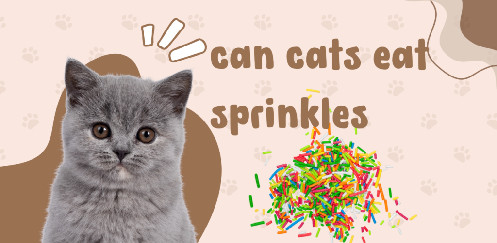 can cats eat sprinkles 